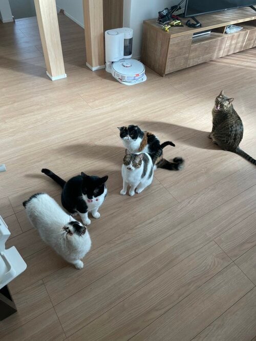 大盛家の猫たち