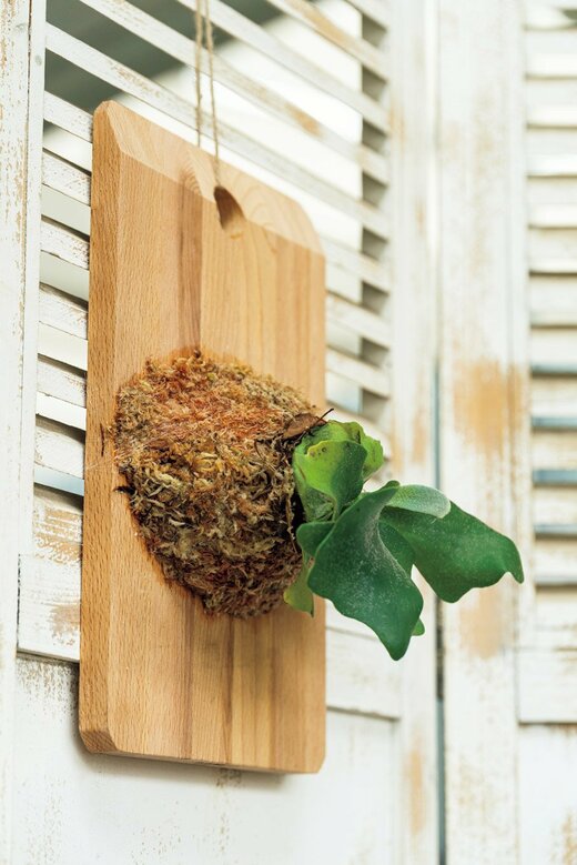 ビカクシダの板づけ