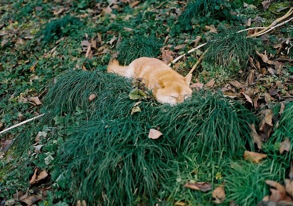 ベッドにしている草