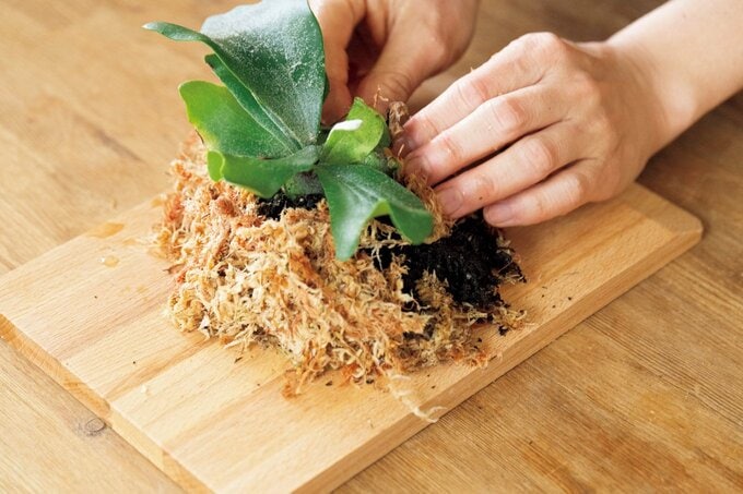 ビカクシダの根を水苔でおおう