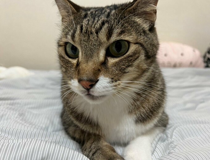 小虎