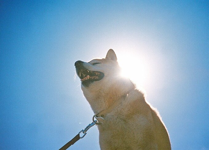 空と犬
