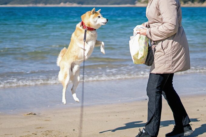 ジャンプする犬