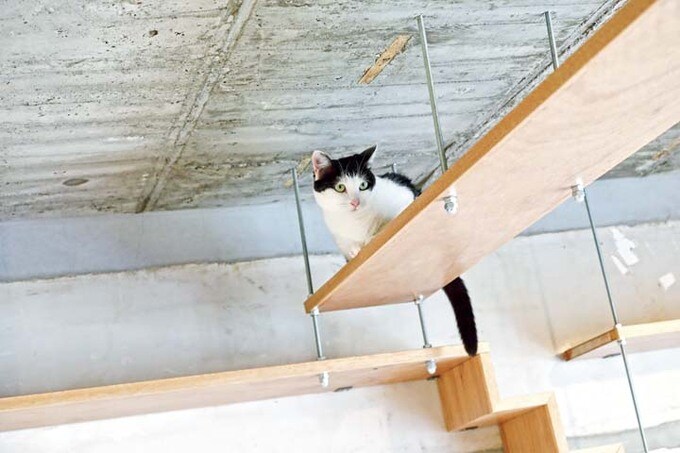 キャットウォーク4