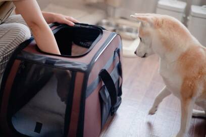 犬連れでいざというときに備える。ふうちゃんキャリーケースに挑戦！＜保護犬マンガ＞