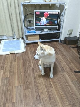飼い主とテレビの間に割り込むワンコ。じーっと見つめるその理由は…？