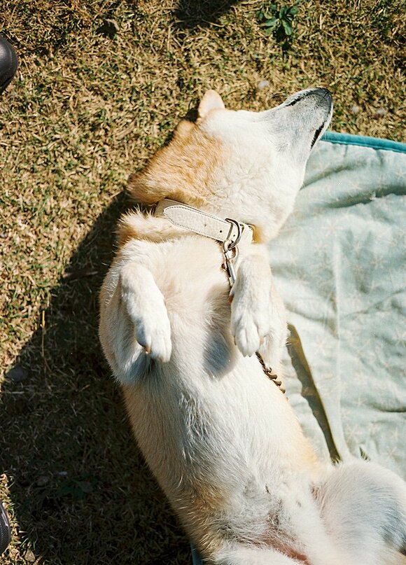 モフ度を増す冬の犬 頬はまるで雪見だいふく Inubot回覧板 Esseonline エッセ オンライン