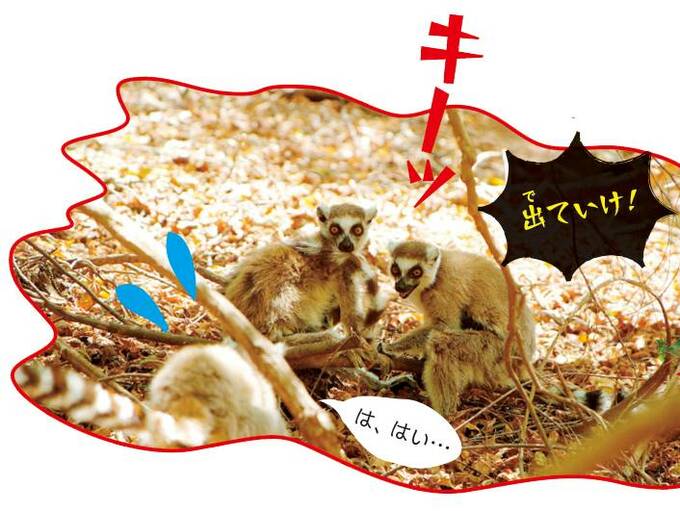 追い出されるワオキツネザルのメス