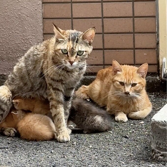 2023年の夏、保護された野良猫のチャイさん