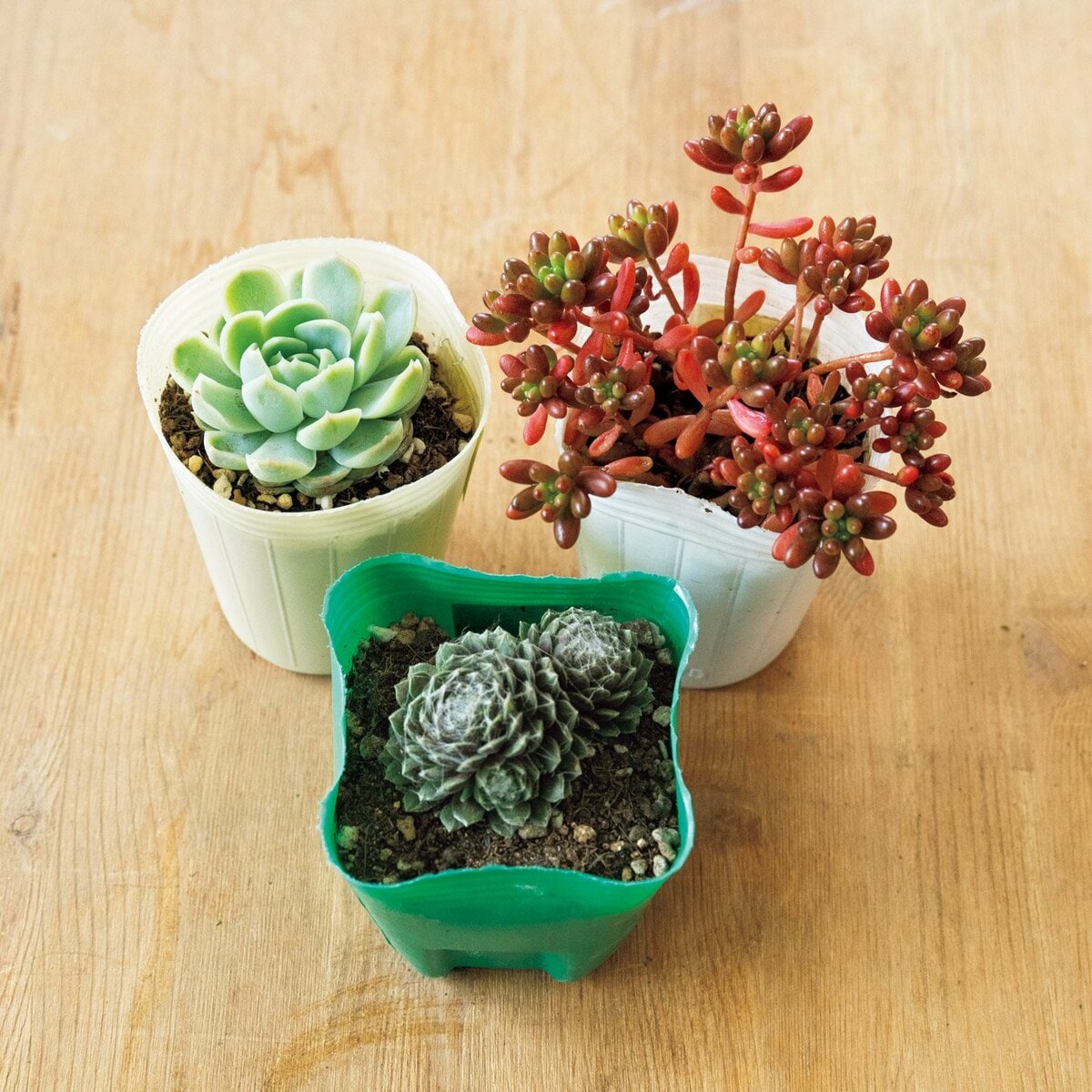 多肉植物」を枯らさず育てるコツ。水やりのタイミング、育てやすい種類