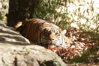 トラとともに生きる飼育員の1日とは。「夢は命を紡いでいくこと」
