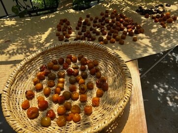 まだまだ暑いこの夏は「梅干し」づくりに最適。高橋久美子さん流のおいしい干し方