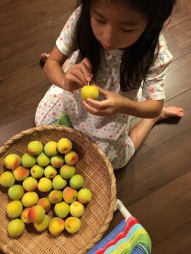 梅雨の恒例、梅干しづくり。保存袋なら手軽に漬けられますよ