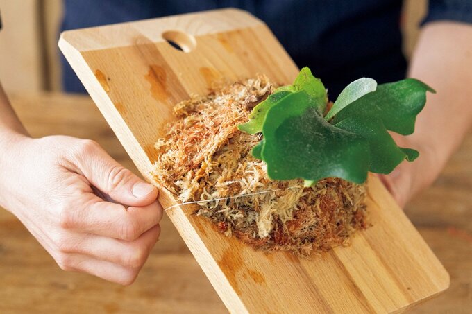 ミシン糸を板に巻いてビカクシダの根を固定する