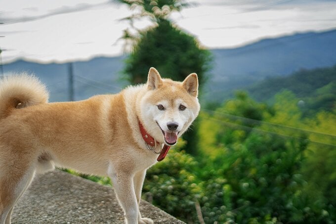 こちらを見る犬