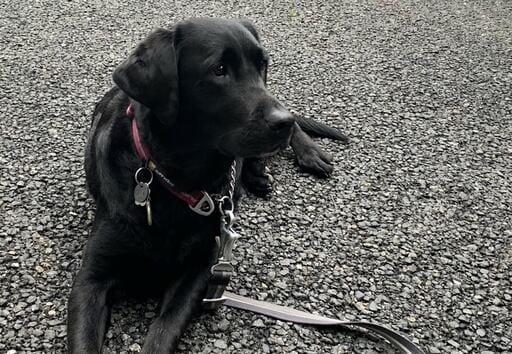 ラブラドール・レトリーバーのくるみちゃん