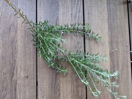 花の背景に使うローズマリー