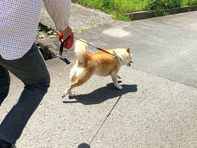 リードを引っ張る犬