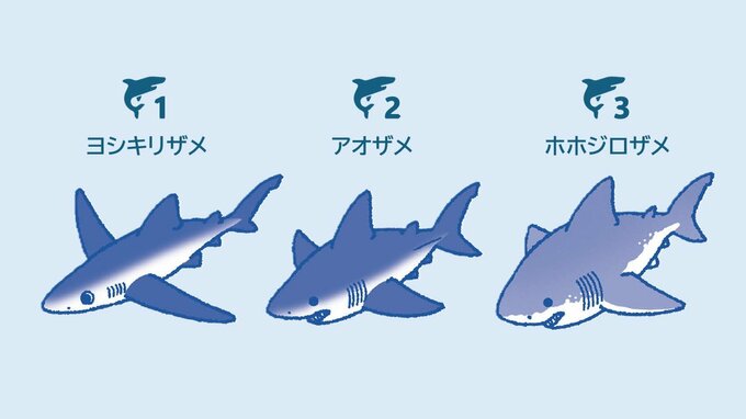 「Blue shark（ブルーシャーク）」とそうでないサメ