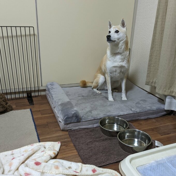距離を取る犬
