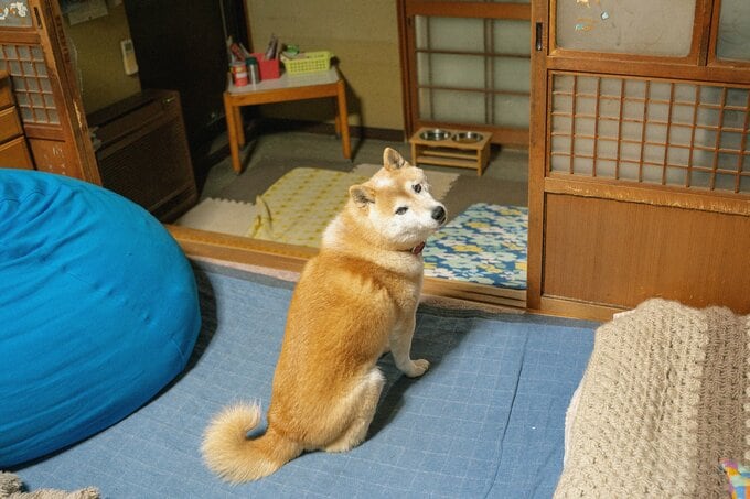 振り向く犬