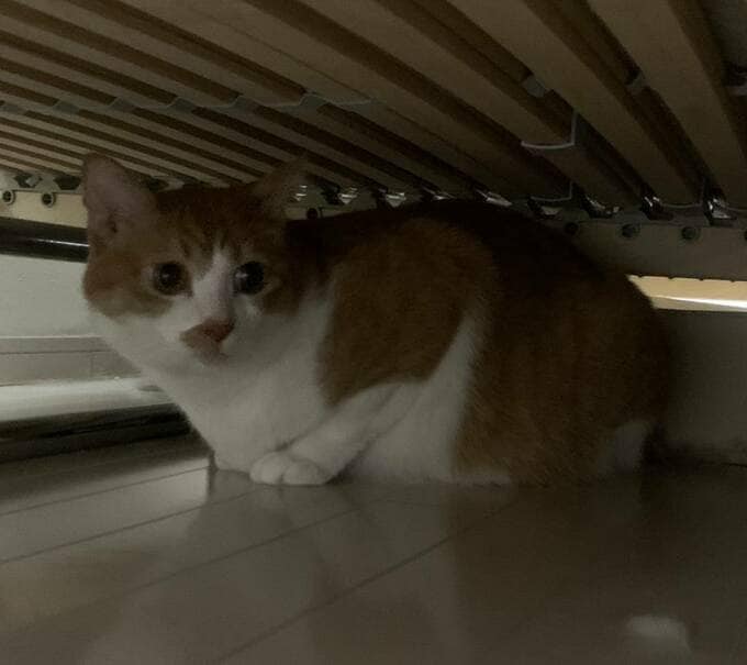 ベッドの下に猫