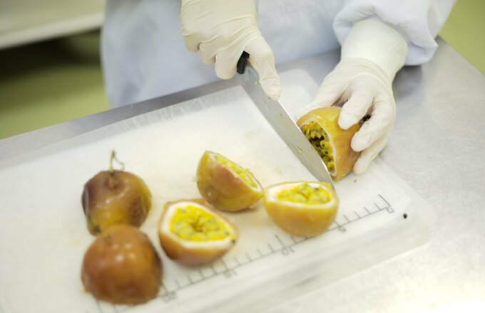 原料のパッションフルーツ