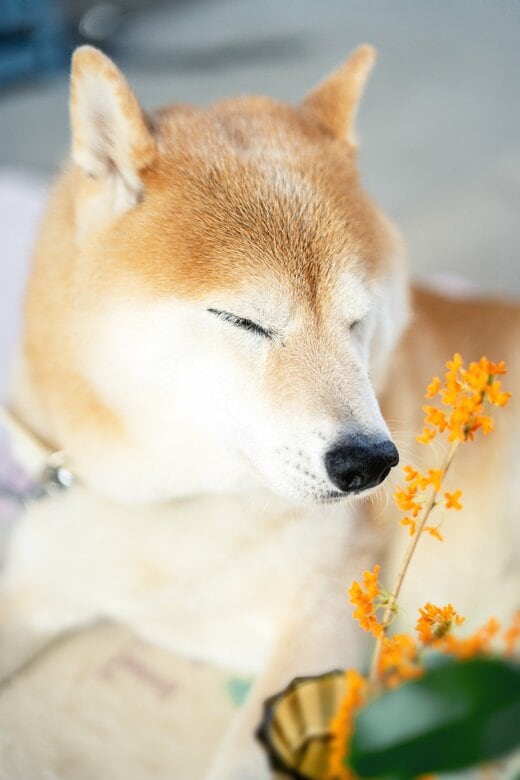 犬