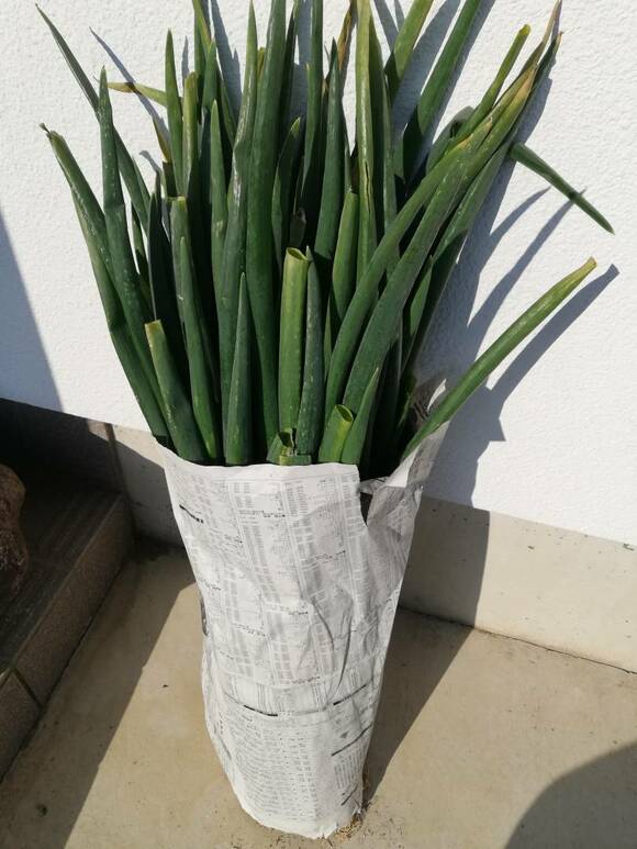 新聞紙で包まれたネギ