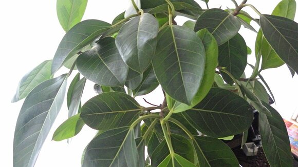 観葉植物のケア