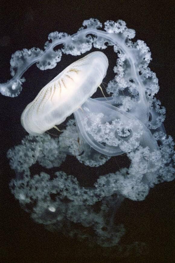 クリサオア・プロカミラ