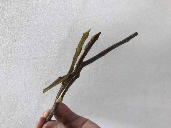 花木を花ビンに生けるコツ