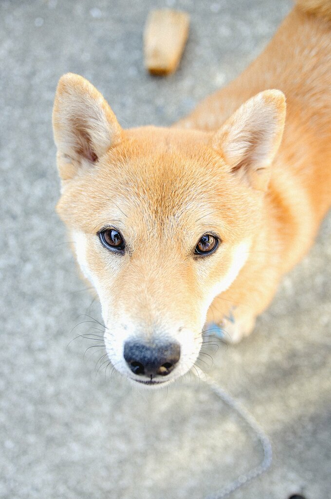 小さかった時の犬2