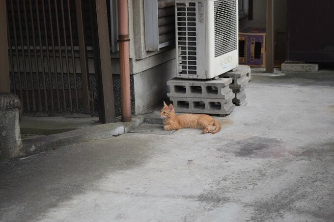猫