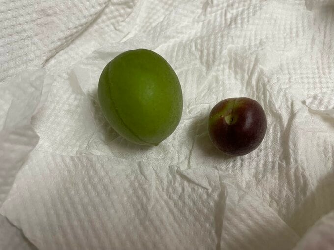 2つの梅