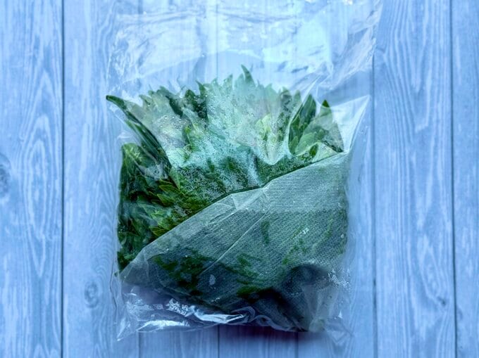 キッチンペーパーに包んで保存する場合