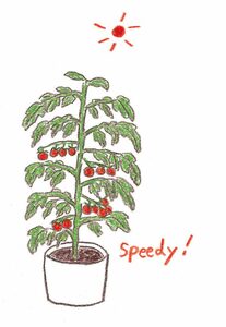 春から始めるベランダ菜園 初心者でできるミニトマトをとれたてのおいしさで Esseonline エッセ オンライン