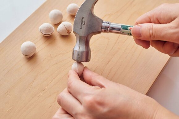 ギンナンの殻に割れ目を入れる