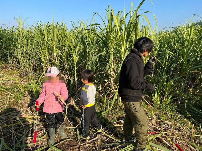 サトウキビの収穫