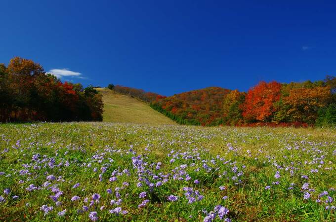 花見山
