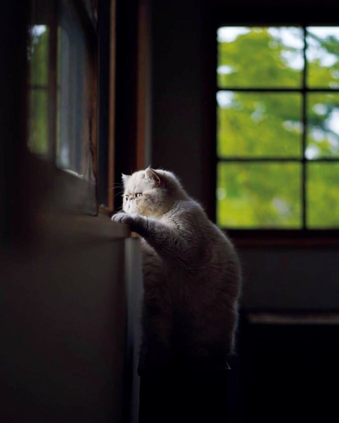 踏み台に乗ってぐっと立ち上がるすす