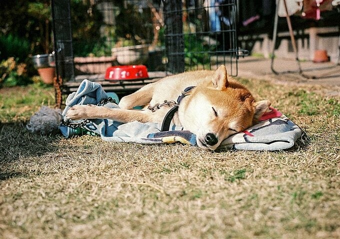 庭でいるほうが暖かく感じる