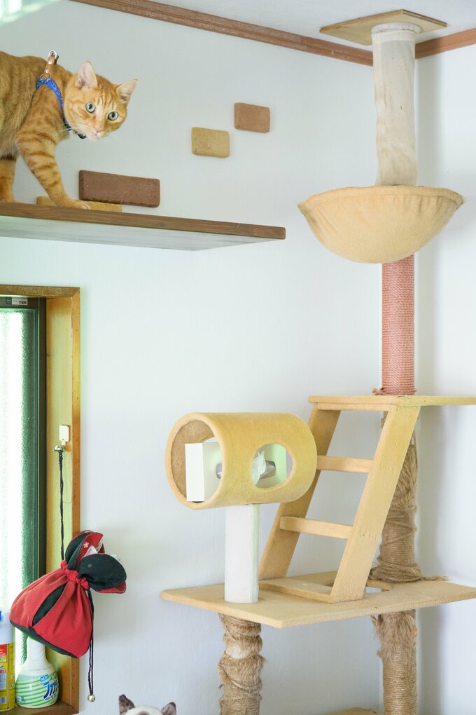 キャットウォーク