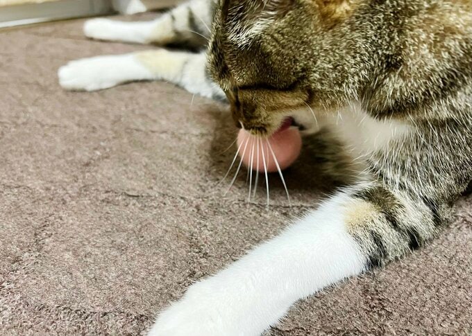 オモチャで遊ぶ猫