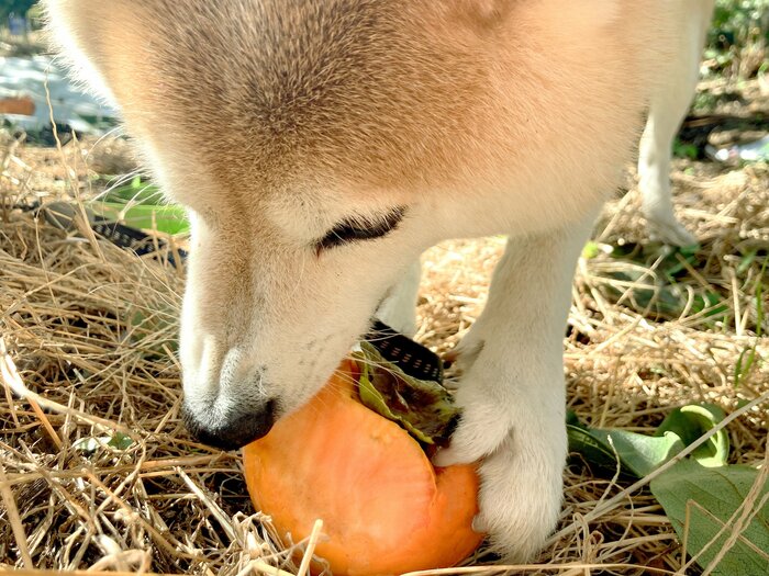 犬と過ごす橙色の秋が到来。わが家の柿は毎日食べたい「しあわせの味」 | ESSEonline（エッセ オンライン）