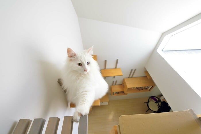 ＊3階建ての猫アパート＊ 3階建てロフト付き！葛飾区の猫専用アパートメント「Maison Neko