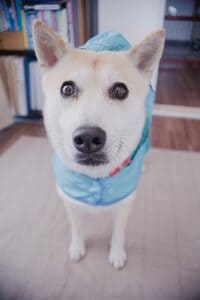 レインコート姿のふうちゃん