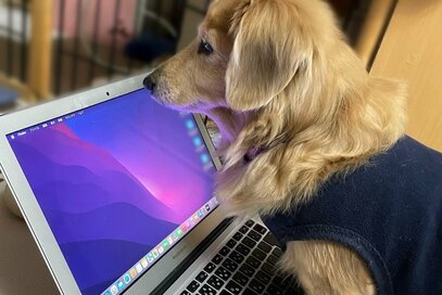 ほっこりする「ペットのおもしろ写真」。PCを操る犬の姿に思わずにんまり