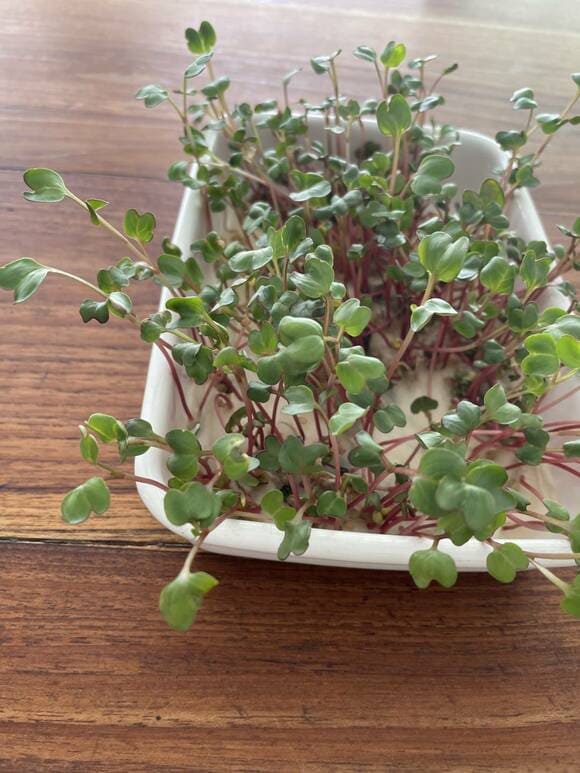 容器に成長した赤茎かいわれ大根