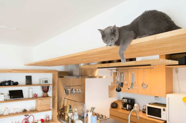 仕事から帰ったら「猫が居た」!? 気ままなロシアンブルーと暮らす家